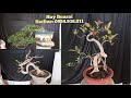 ♧Huy Bonsai♧ (sdt:0934.938.011) Sam lá rí, Sam hương, si búp đỏ giá rẻ