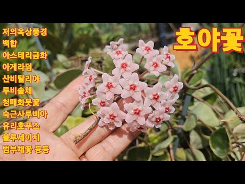 137회. 저의 옥상에 폭우속에서도 아름답고 예쁘게 꽃을피워 행복을 주네요.