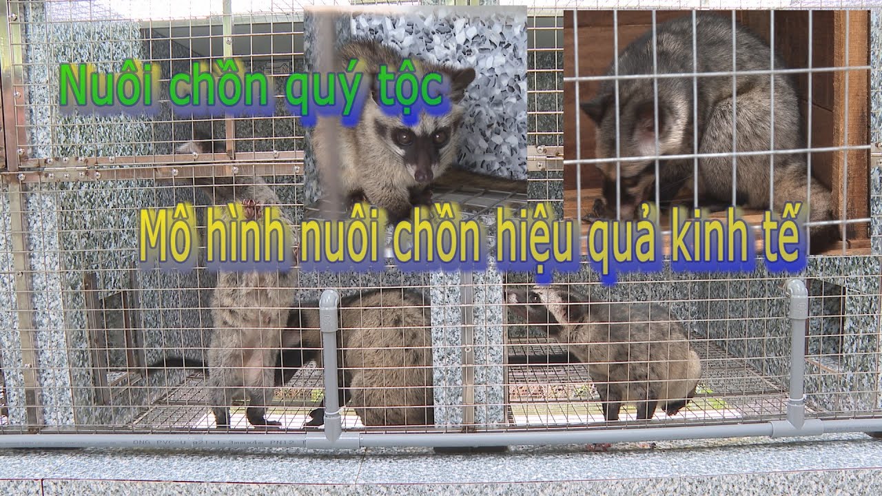 Kỹ thuật nuôi chồn