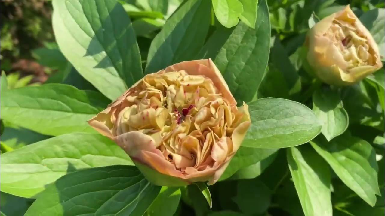 Пион узколистный махровый Tenuifolia Rubra plena - YouTube