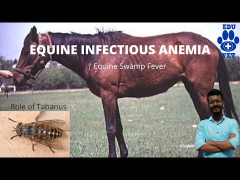 Video: Anemia Infeksi Equine