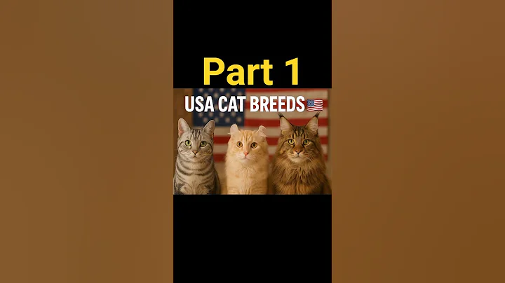 Video 11529481: american shorthair, american curl, cats catlover cute, cat breed, meet feline, usa cat