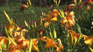 How to Grow Flowers: Lilies and Daylilies