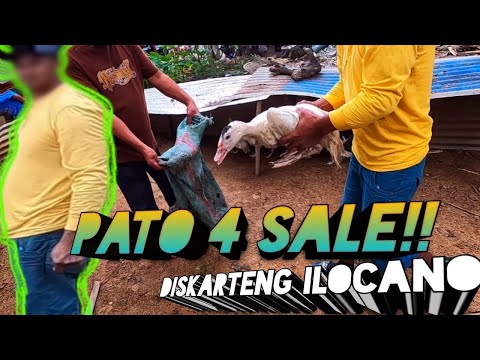 Video: Pato Para Sa Mga Aso - Mga Pakinabang Ng Pato Para Sa Mga Aso