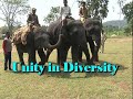 Trained Elephants unity