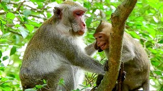 OMG..Jane relocated and pushed Jonna mouth reach milk until she cried begging groom for last choice.