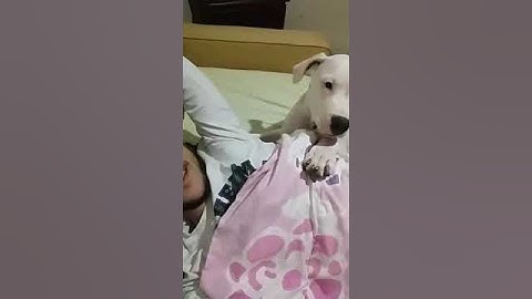 Dogo Argentino bate boca com o dono. impressionante!!!! só vendo para crer!!!