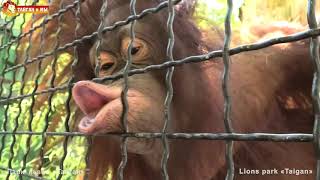 Ох уж эта Дана - звезда Тайгана. Орангутан. Life of Dana the Orangutan in Taigan