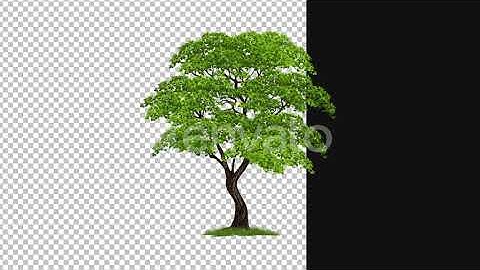 Tree in wind animation alpha 1080p