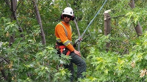 Trimming A Huge Maple Tree in Under 1 Minute!