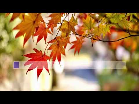 Video DAU PHAI BOI MUA THU KARAOKE - youtube