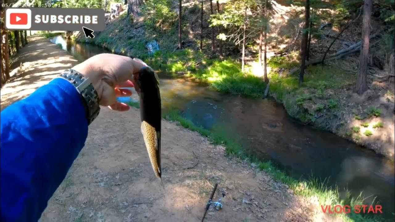 Trout fishing in twain harte tuolumne ditch in sierra mountains