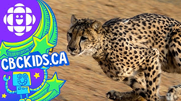 The Cheetah | Amazing Animals | CBC Kids