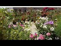 1498 - How to grow & care Argyranthemum/Paris Daisy/Marguerite Daisy/Cobbity Daisy from seeds