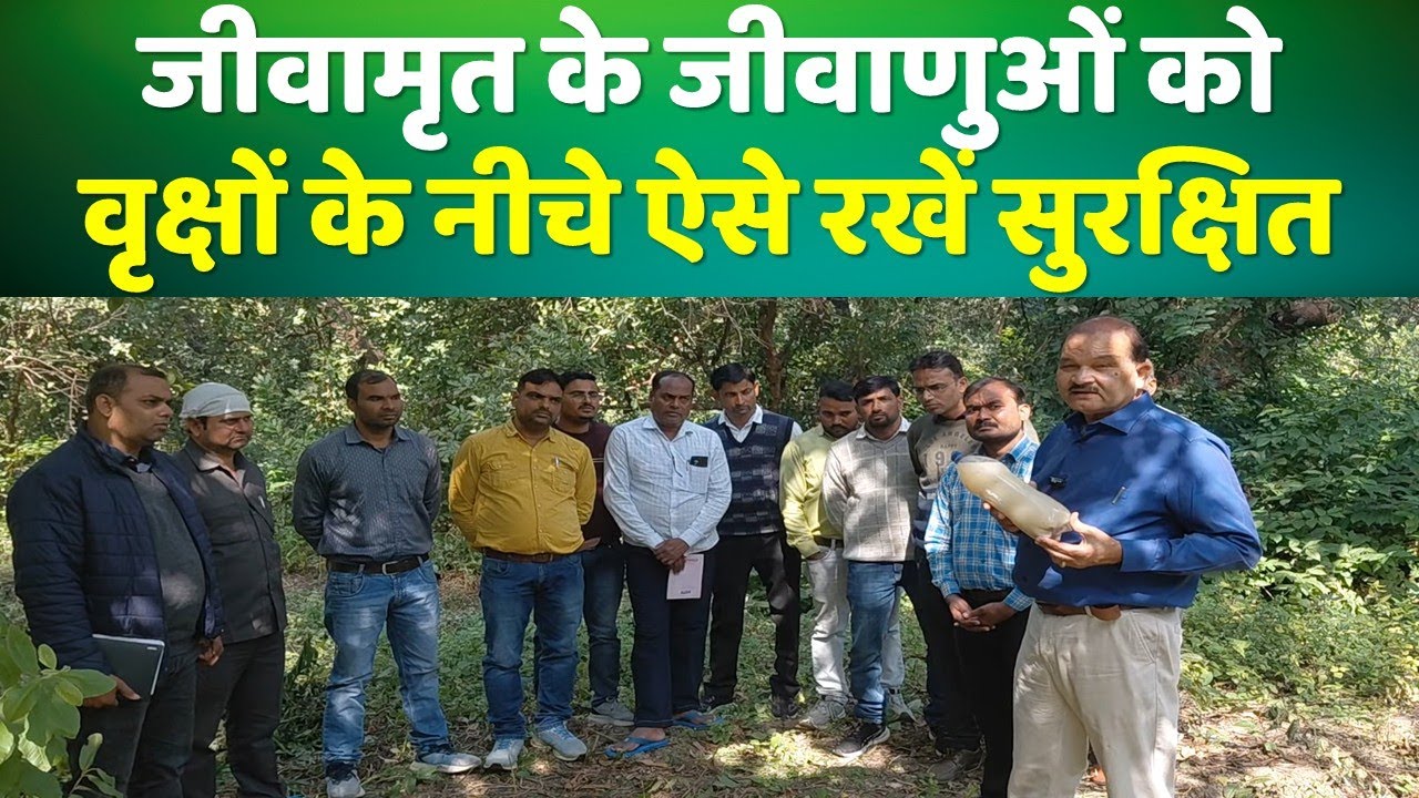 जीवामृत के जीवाणुओं को वृक्ष के नीचे ऐसे रखें सुरक्षित।