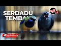 🔴Nembak Terus Masteran Cucak Cungkok Gacor vs Srigunting Abu Abu Gacor