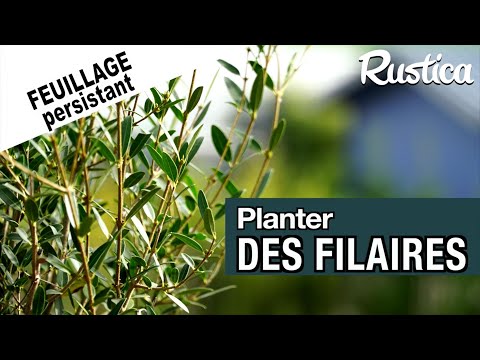 Vidéo: Qu'est-ce qu'une plante à feuilles étroites?