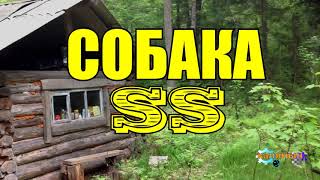 СОБАКА ЗОНДЕРКОМАНДЫ SS | СОБАКА ИЗ КОНЦЛАГЕРЯ