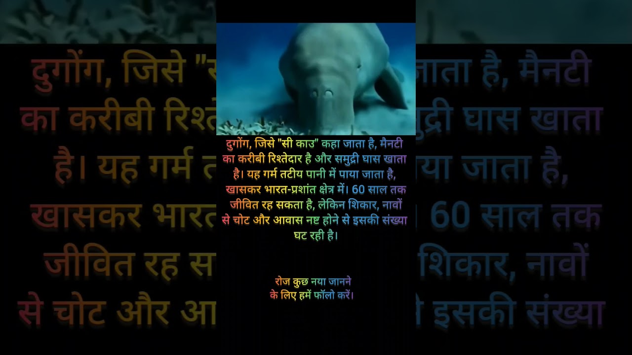 🌊 "समंदर की गाय" — खतरे में दुगोंग की दुनिया 🐋