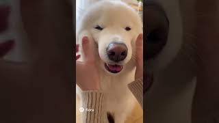 もふもふ(っ・ω・c) #わんこ #大型犬のいる生活 #犬 #goldenretriever #柴プー #pets #ペキ柴 #柴犬