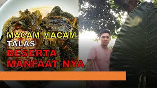 Macam - macam talas // manfaat talas // talas untuk kesehatan