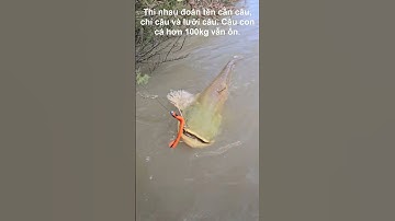 Cần câu, dây câu hiệu gì mà câu Cá Nheo hơn 100 kg vẫn ổn