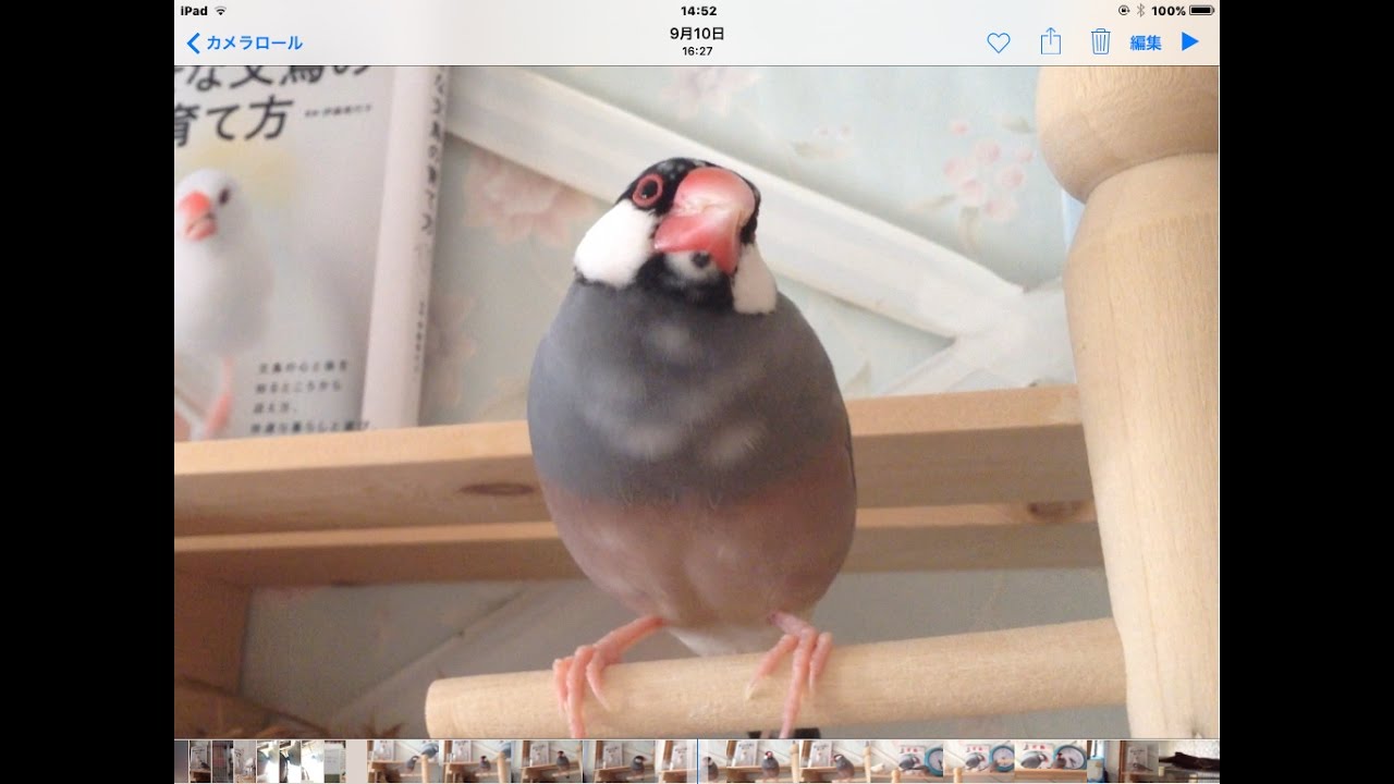 桜文鳥がとにかく可愛いくって愛おしいっ Youtube 桜文鳥がとにかく可愛いくって愛おしいっ Youtube