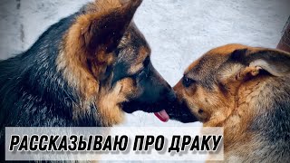 ПЕРВЫЙ ДЕНЬ НОВОЙ ОВЧАРКИ В СТАЕ