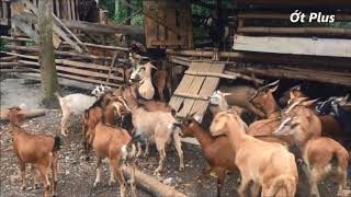 Đàn Dê Ăn - Hơn 100 Con Dê Ăn Muối - Dê Đi Rừng Kiếm Ăn