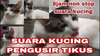 suara kucing pengusir tikus 8jam non stop tanpa iklan