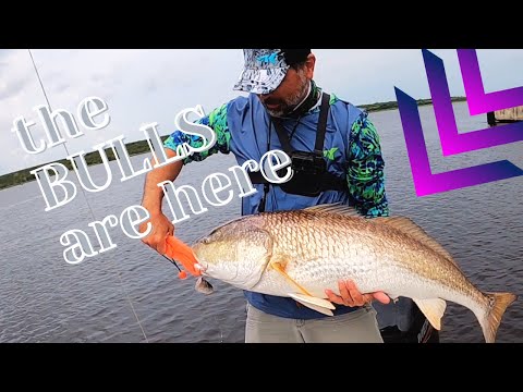 Kong caught the Bull Redfish (KastKing fishing with the Frontyard