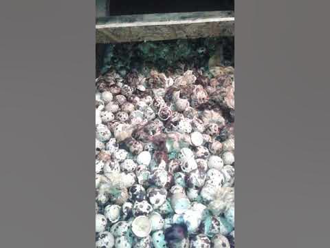 Қазақ келіншегі мен құрбысын қағып алды Сперматозоидпен жабылған дос қыздардың жеке суреттері