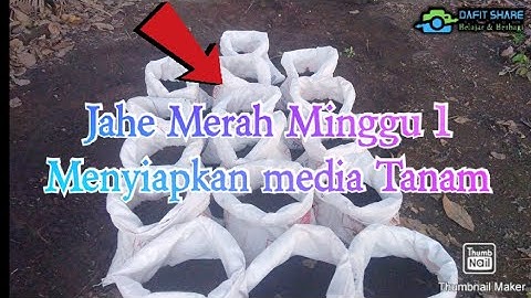 Menanam Jahe Merah Part 1 Menyiapkan Media Tanam