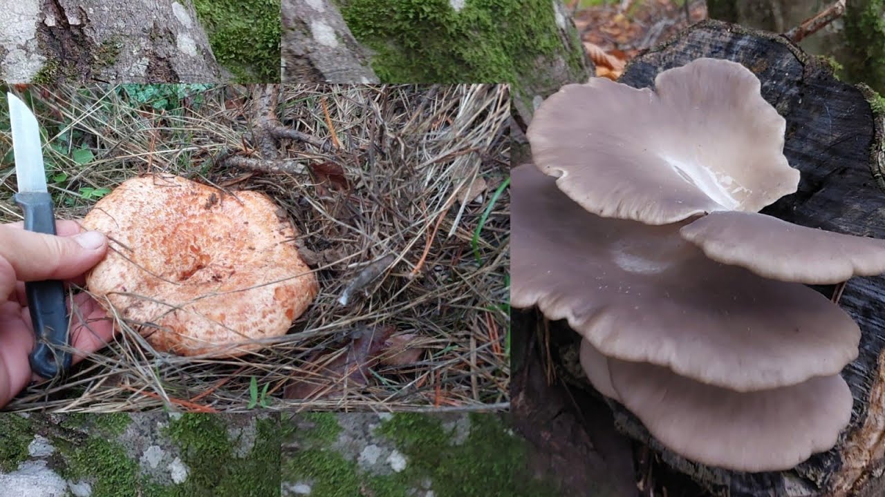 18 Ekim 2025 itibarı ile mantar sezonunu açtık