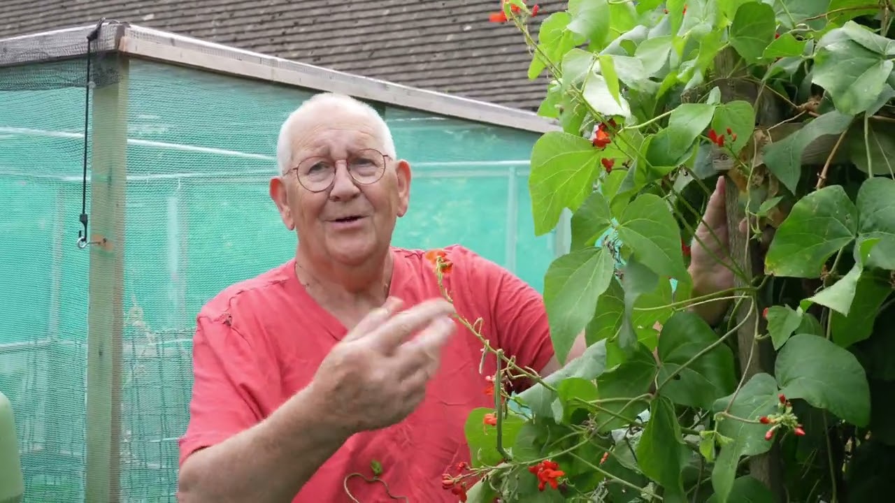 My Runner Bean Plant