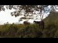 Hiva-Oa Marquises