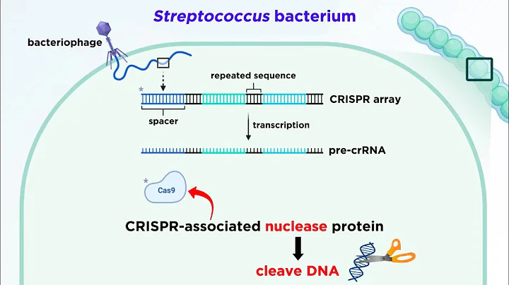 CRISPR-Cas9 Genome Editing Technology - DayDayNews