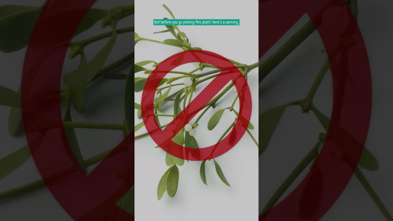 🍃 Mistletoe Magic: Beyond the Holiday Kiss! 