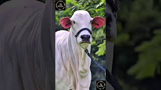 Sapi brahman #cow #sapigemuk #agro #sapimakan #sapilucu #sapimakan #animals #animals #sapi