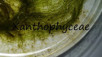 How to Pronounce Xanthophyceae?