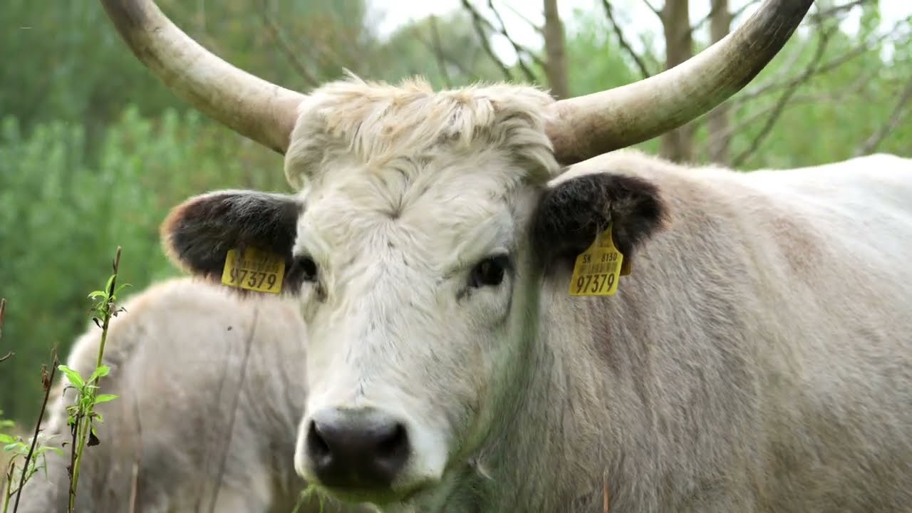 Ptačí park Kosteliska – obnova ekosystému