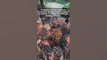 Prabowo Heran Indonesia Produsen Kelapa Sawit Terbesar di Dunia: Kurang Ajar Minyak Goreng Hilang