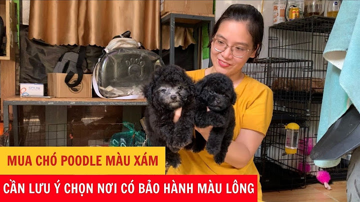 Chó poodle màu xám bao nhiêu tiền năm 2024