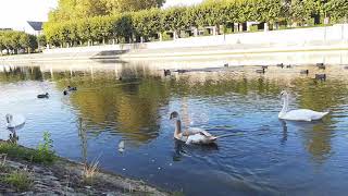 4K- Swans/ ducks/ البجع ، البط ، الطعام، النهر، الطبيعة ، الموسيقى ، الاسترخاء ، السباحة ، الحيوانات