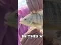 video out now Click related video 👍 #fishing #tilapia #fish #shorts #subscribemychannel