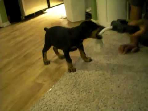 2 Month Old Doberman Pup Playing - Youtube