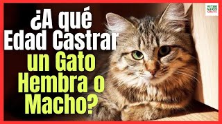  What Is The Best Age To Castrate A Male Or Female Cat 
