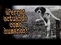 Animales con aterradores comportamientos humanos