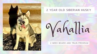 Best Dog Training in Chicago! 2 Year Old Siberian Husky, Vahallia!
