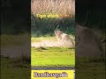 Tiger Attacks Sambar Deer Tigerhunting Wildlife Indiansafari Animals Shorts Tiger Attacks Sambar Deer Tigerhunting Wildlife Indiansafari Animals Shorts